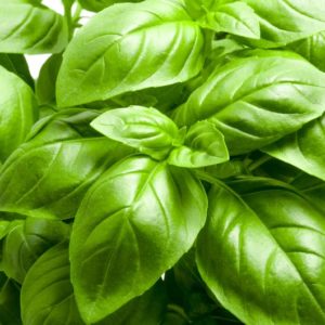 Basil - Genovese