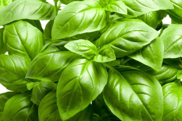 Basil - Genovese