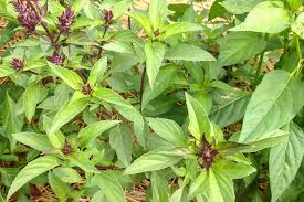 Basil - Thai