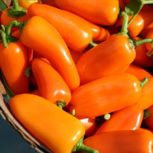 Peppers - Lunchbox Orange (lb.)
