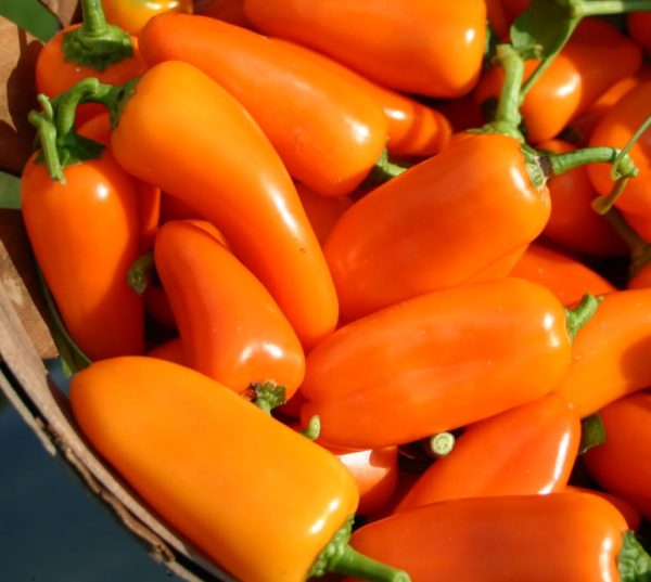 Peppers - Lunchbox Orange (lb.)