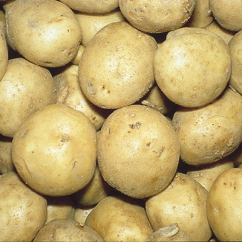 seed potatoes seed potatoes