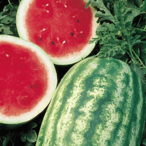 Watermelon, Crimson Sweet (Seeded)