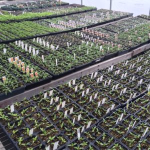 Vegetable Transplants