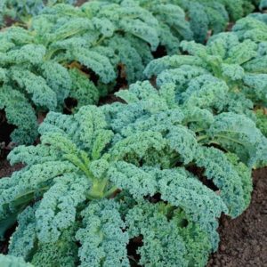 Kale, Winterbor