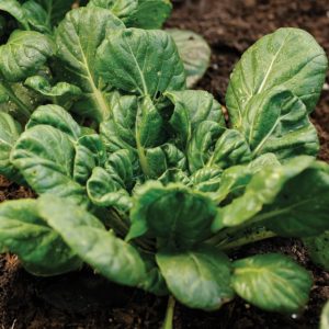 Tatsoi