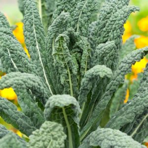 Kale, Lacinato (Tuscan/Dinosaur)