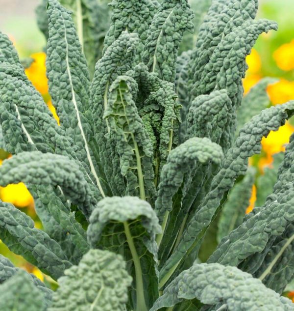 Kale, Lacinato (Tuscan/Dinosaur)