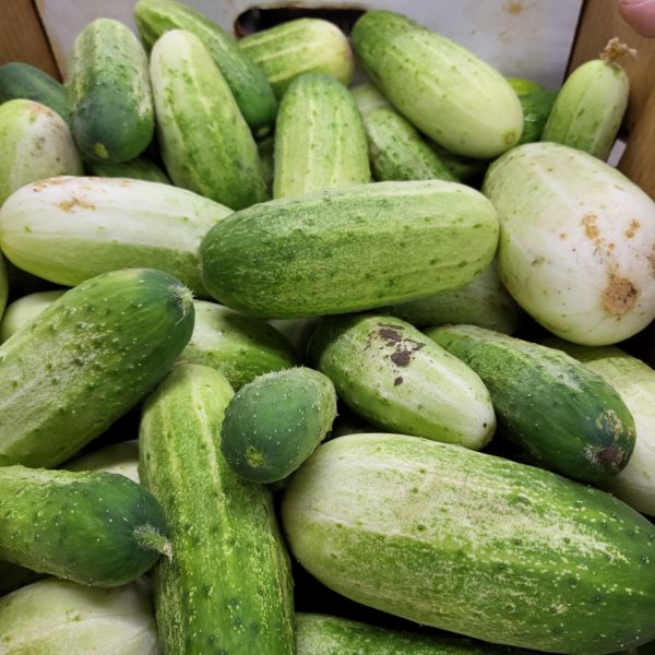 Pickling Cucumbers (lb.)