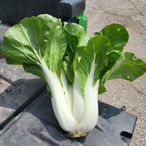 Bok Choi