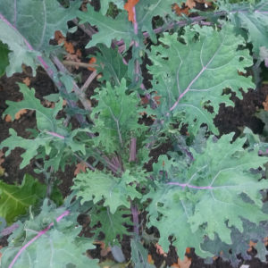 Kale, Red Russian