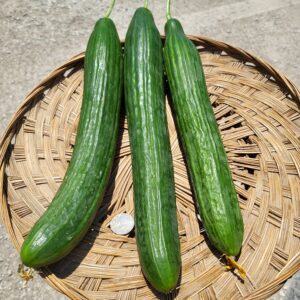 English Cucumber