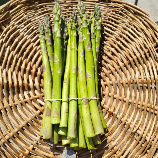 Asparagus, Green (lb.)