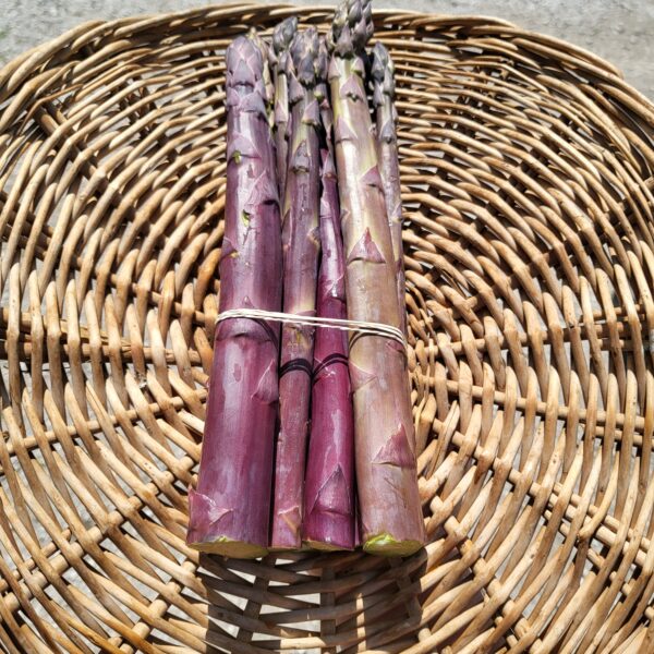 Asparagus, Purple Passion (lb.)