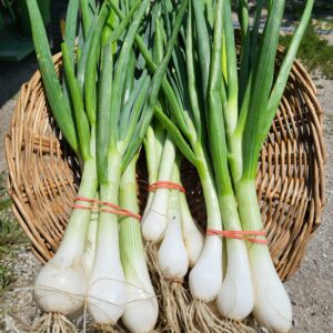 Spring Onions