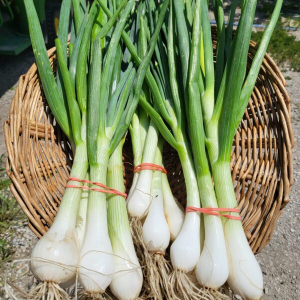 Spring Onions
