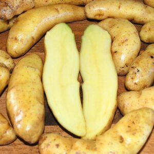 New Potatoes - Austrian Crescent (lb.)