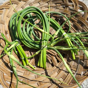 Garlic Scapes