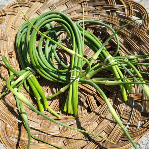 Garlic Scapes